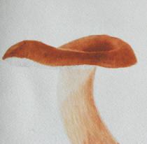 mushroom and coloured pencil